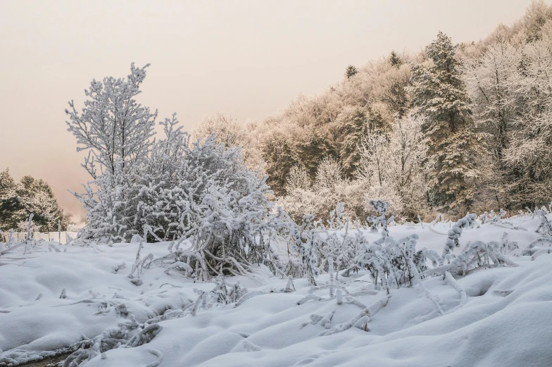 a snow covered field with trees in the background, unsplash contest winner, romanticism, light pink mist, near lake baikal, snow camouflage, brown