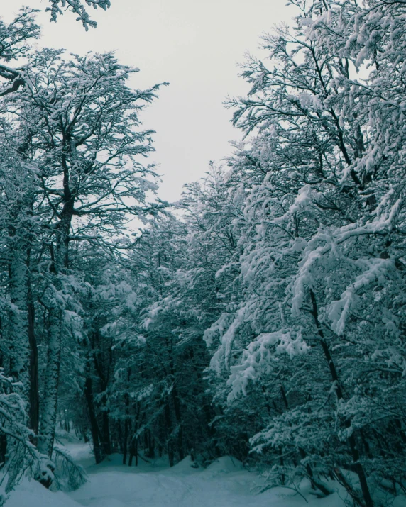 a forest filled with lots of snow covered trees, an album cover, pexels contest winner, grey, lo fi colors, ((forest)), icy