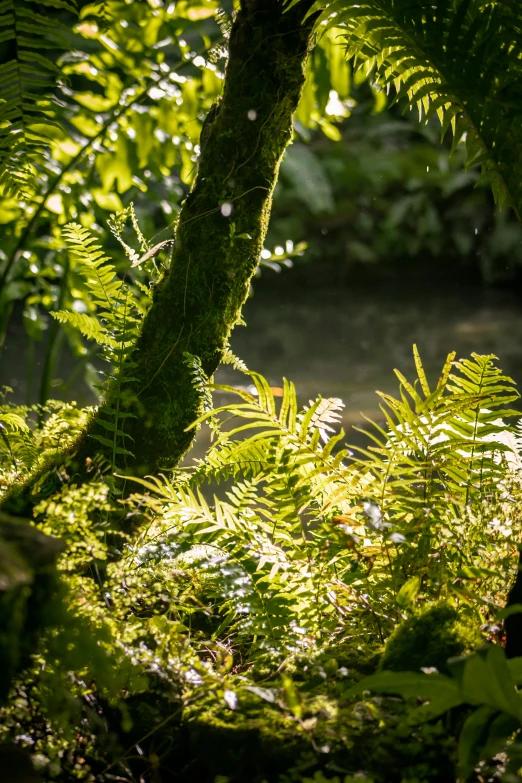 a forest filled with lots of green plants, inspired by Jules Tavernier, unsplash, environmental art, sunlight reflected on the river, fern, shot with sony alpha, small flowing stream from wall