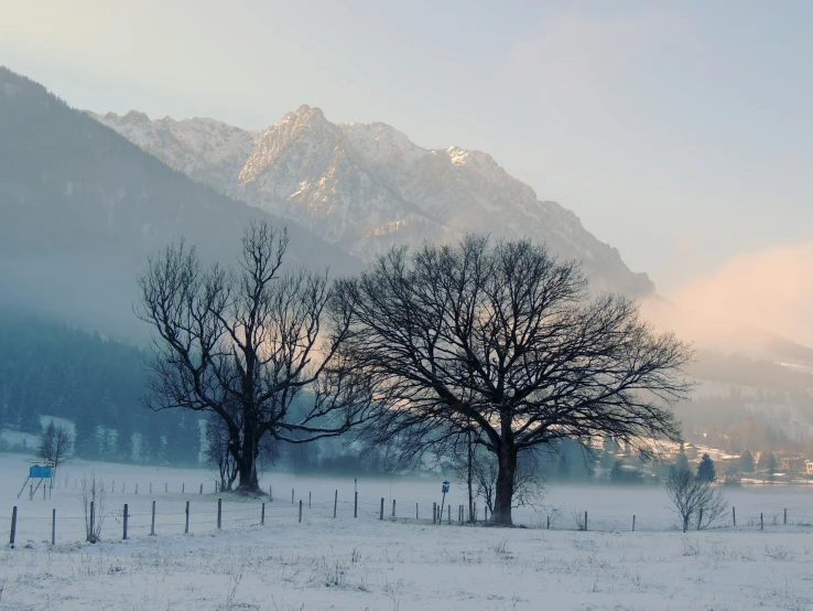 a couple of trees sitting on top of a snow covered field, pexels contest winner, craggy mountains, light grey mist, brown, in the early morning