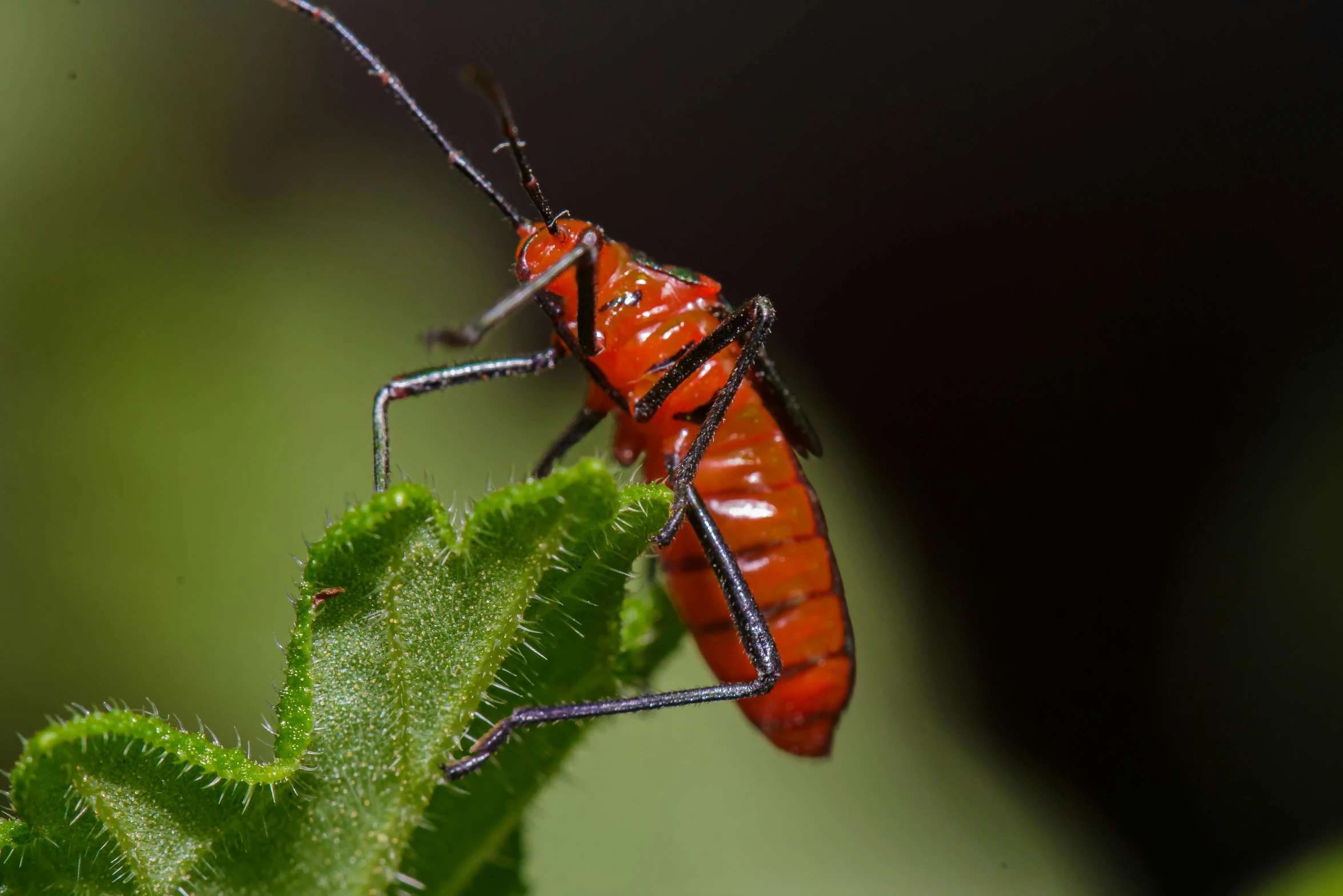 a red bug sitting on top of a green leaf, paul barson, high resolution print :1 red, halyomorpha halys, high resolution photo