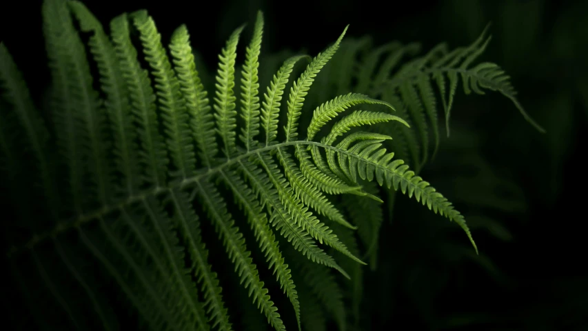 a close up of a fern leaf on a black background, a portrait, by Andrew Domachowski, hurufiyya, hemlocks, medium format, various posed, ::