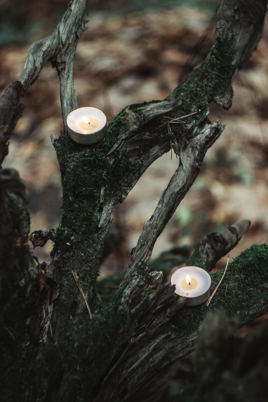 a couple of candles sitting on top of a tree