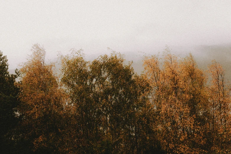 a herd of sheep standing on top of a lush green field, inspired by Elsa Bleda, unsplash, tonalism, withering autumnal forest, ((trees)), lake view, knees tucked in | rain falls