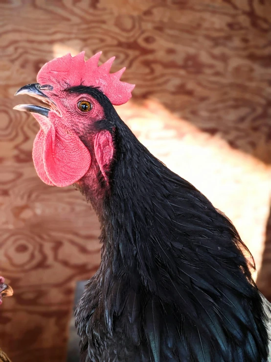 a couple of chickens standing next to each other, a portrait, unsplash, black and red scheme, profile image, singing, male emaciated