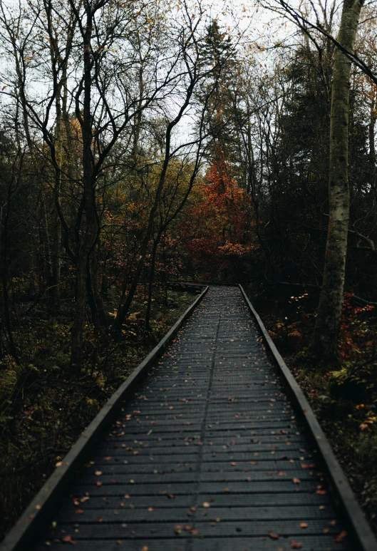 a wooden walkway in the middle of a forest, unsplash, aestheticism, dark grey and orange colours, 2 5 6 x 2 5 6 pixels, fall, ash thorp