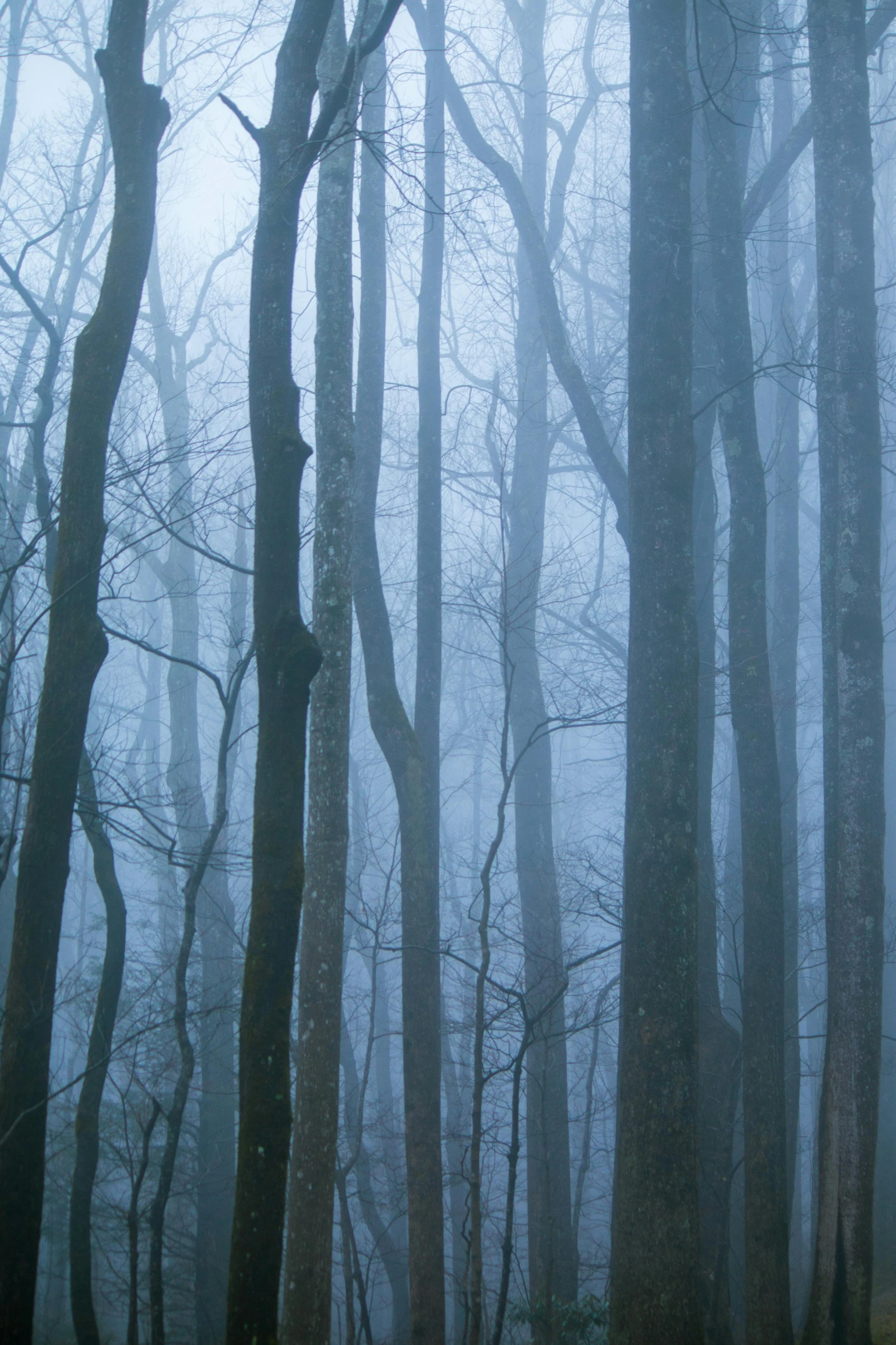 a forest filled with lots of trees covered in fog, by Neil Blevins, william penn state forest, ((trees)), cold hues, dark