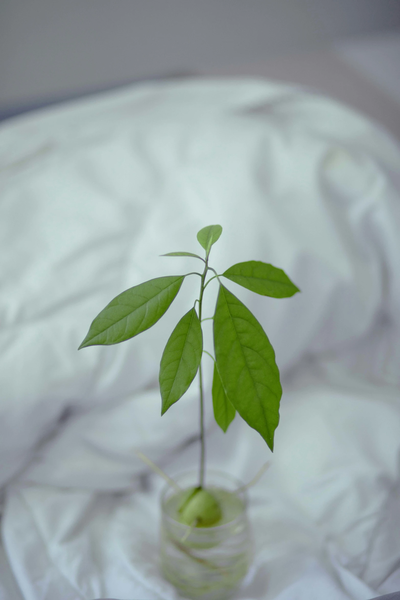 a small plant in a glass vase on a bed, unsplash, photorealism, made of lab tissue, still from a nature documentary, high angle, growing off a tree