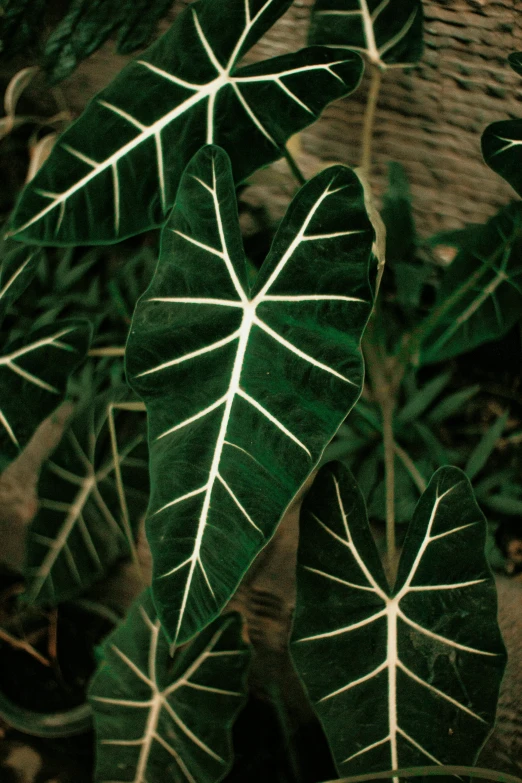 a close up of a plant with green leaves, glowing veins of white, big leaves foliage and stems, hexagonal shaped, velvet