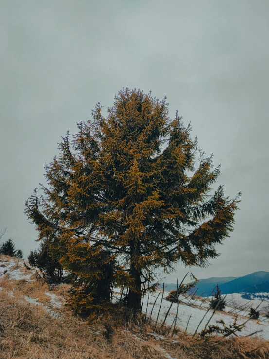 a lone tree sitting on top of a snow covered hill, pexels contest winner, renaissance, yellowed with age, overcast, spruce trees on the sides, instagram photo