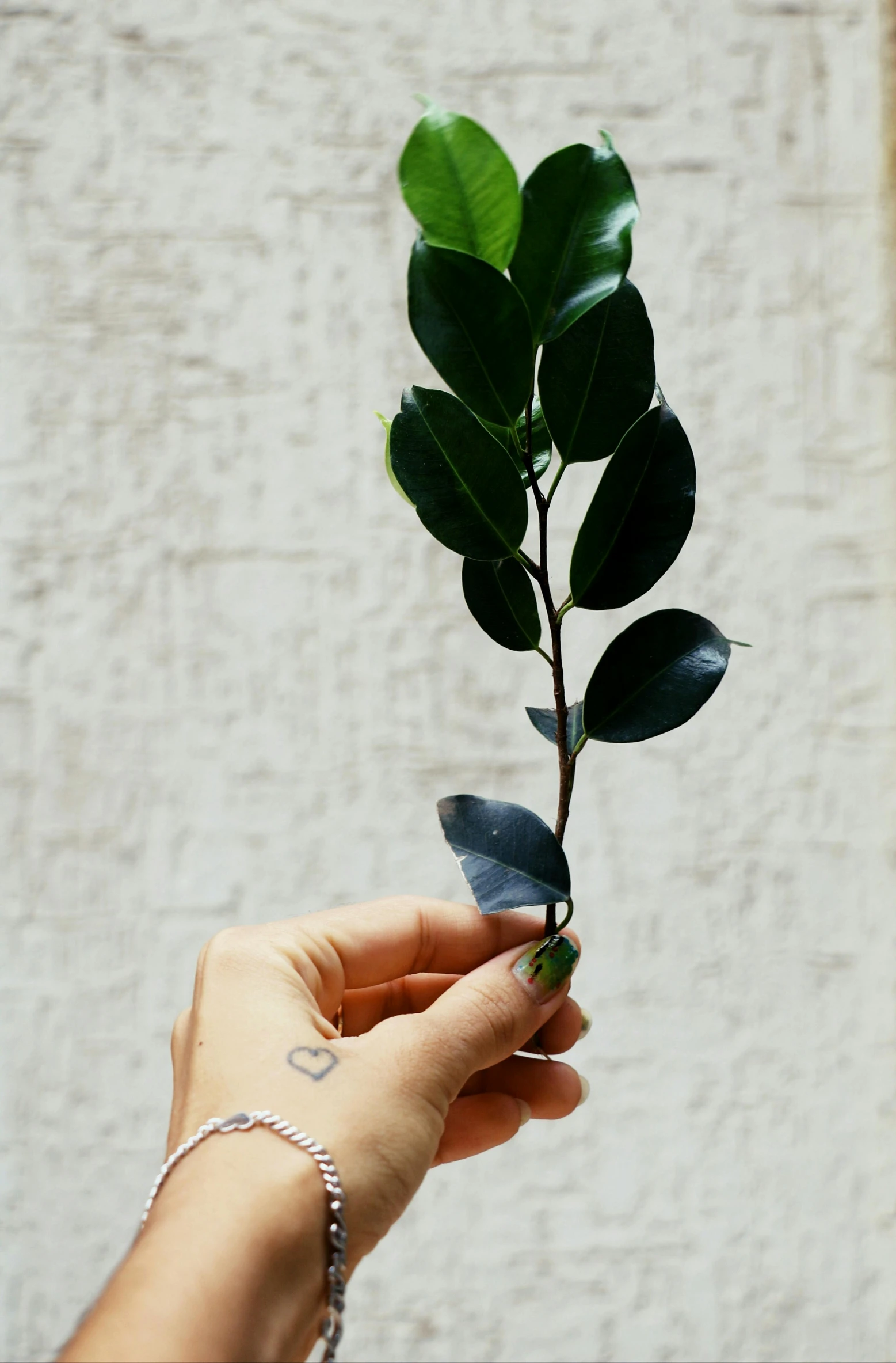 a person holding a plant in their hand, a tattoo, inspired by Ruth Jên, trending on pexels, magnolia stems, lush greens, black velvet, huge ficus macrophylla