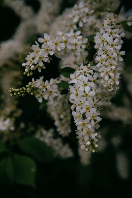 a close up of a bunch of white flowers, by Attila Meszlenyi, trees and flowers, lilacs, background image, dimly lit