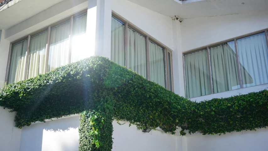 a green plant growing on the side of a building, lush gardens hanging, beautifully daylight, white wall complex, sun dappled