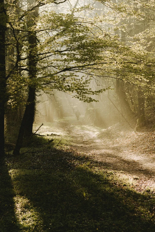 a dirt road in the middle of a forest, by Eglon van der Neer, diffuse natural sun lights, england, winding around trees, mid morning lighting