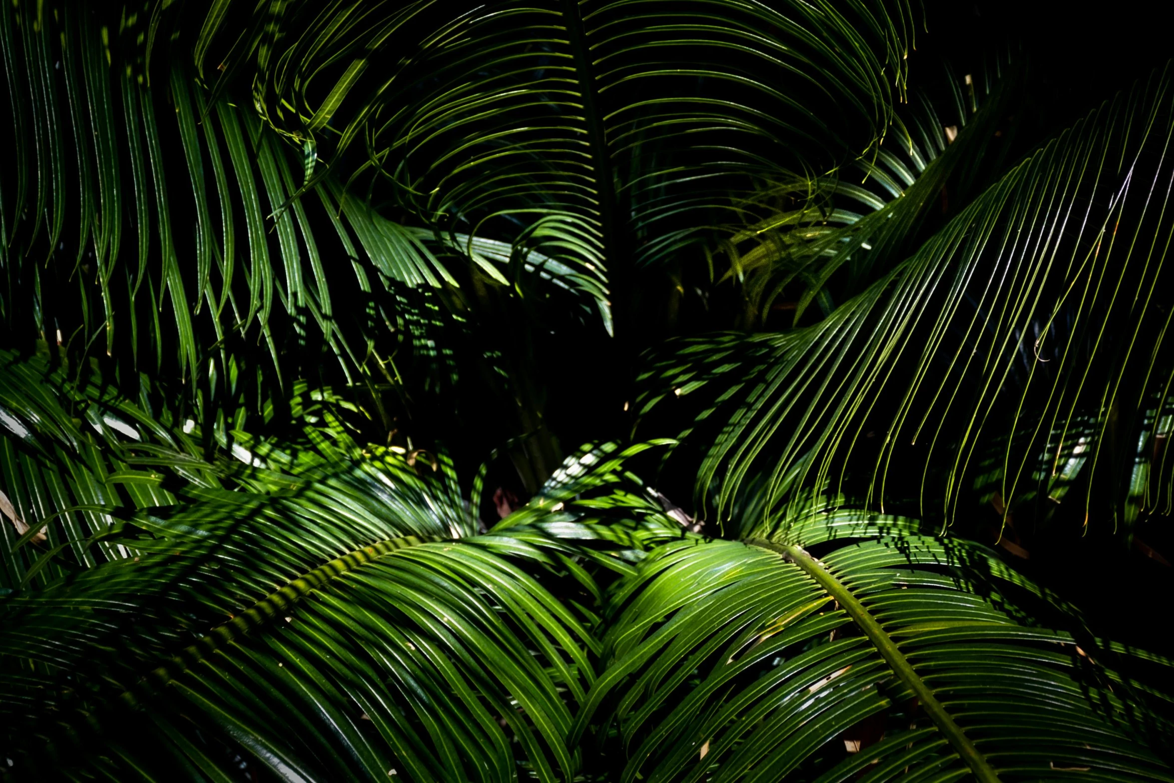 a bunch of green leaves sitting on top of a lush green forest, inspired by Elsa Bleda, unsplash, coconut palms, in a deep lush jungle at night, frans lanting, abstract photography