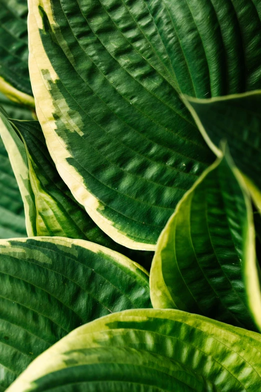 a close up of a plant with green leaves, award-winning crisp details”, striped, panels, fresh