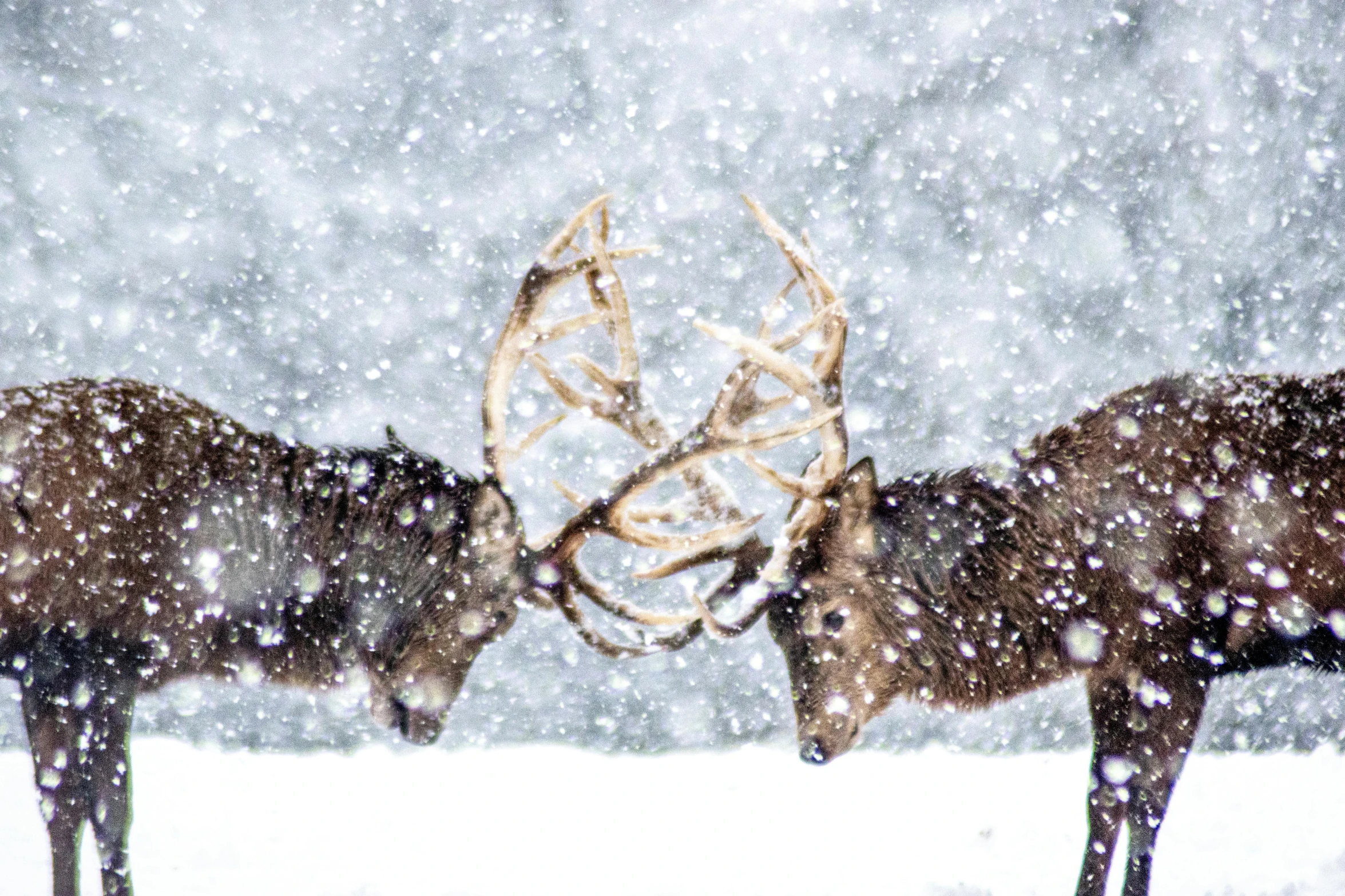 a couple of deer standing next to each other in the snow, an album cover, pexels contest winner, facing off in a duel, holding each other, close up front view, ash thorp