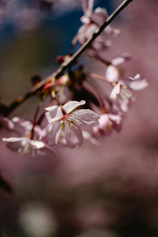 a close up of a bunch of flowers on a tree, inspired by Maruyama Ōkyo, trending on unsplash, paul barson, sakura flower, medium format, lpoty