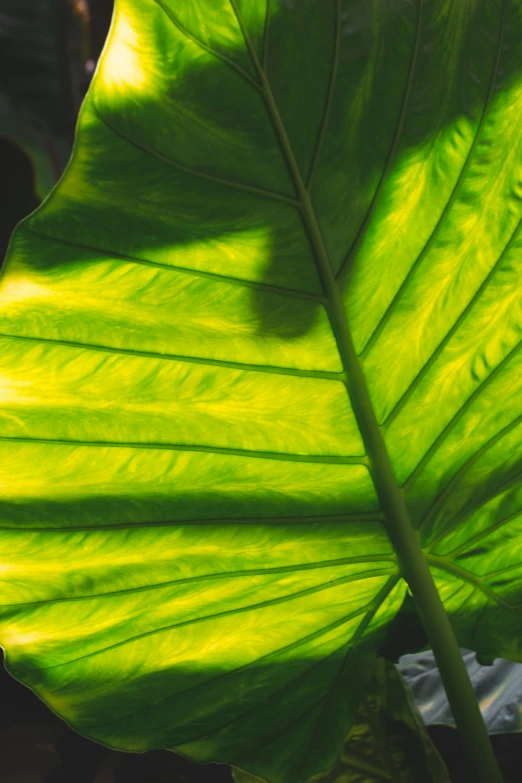 a close up of a large green leaf, glorious light, shades of yellow, dramatic lighting - n 9, tropicalism
