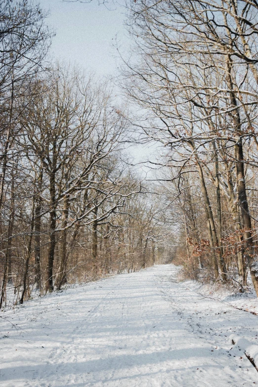 a man riding a snowboard down a snow covered slope, by Kristin Nelson, unsplash contest winner, visual art, a beautiful pathway in a forest, sparse bare trees, from wheaton illinois, panorama