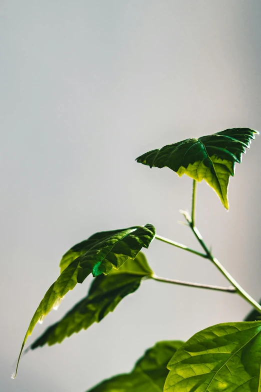 a close up of a plant with green leaves, by Carey Morris, unsplash, on grey background, sustainable materials, tall thin, poison ivy