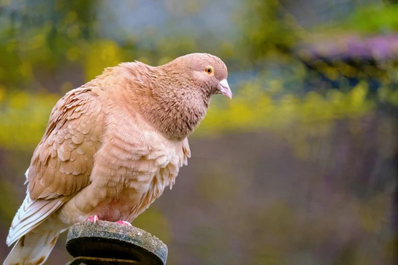 a pigeon sitting on top of a wooden post, a portrait, pexels contest winner, renaissance, pink, clean shaven, brown, springtime