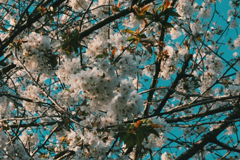 a tree with white flowers against a blue sky, unsplash, aestheticism, background image, avatar image, lo - fi colors, 3 4 5 3 1