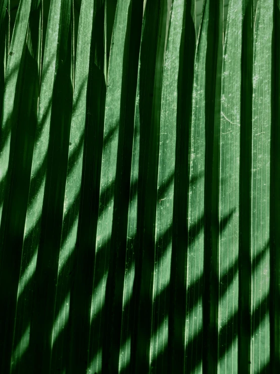 the shadow of a palm tree on a green wall, inspired by Elsa Bleda, trending on unsplash, hurufiyya, made of bamboo, square lines, high quality photo, panels