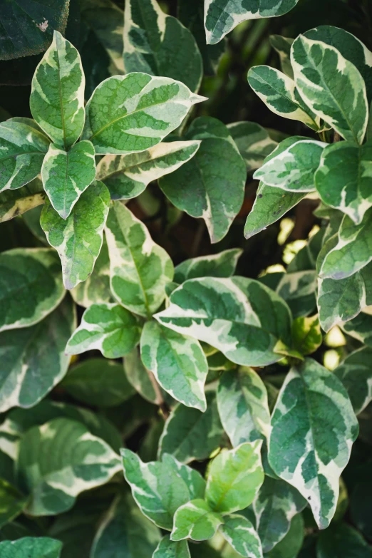 a close up of a plant with green leaves, full of silver layers, patterned, vanilla, premium quality