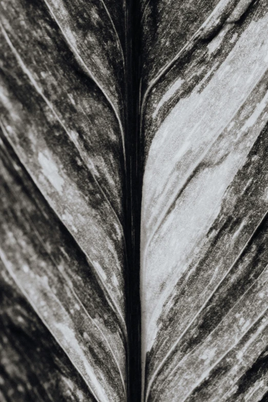 a black and white photo of a leaf, trending on unsplash, baroque, vinyl material, striations, silver，ivory, tropical foliage