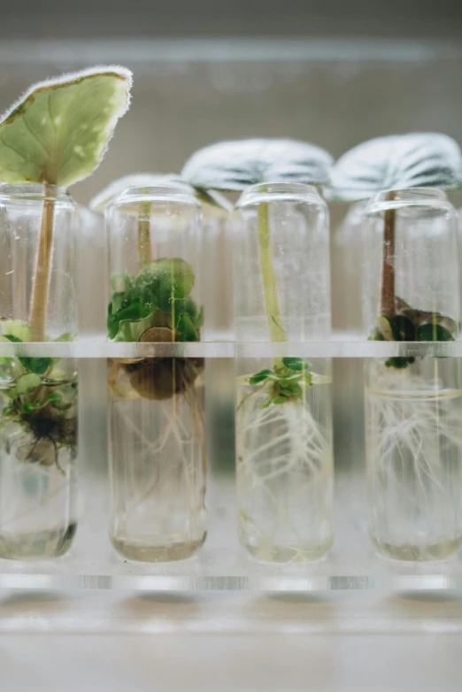 a row of glass jars filled with plants, a microscopic photo, unsplash, renaissance, plant roots, ignant, biotech, leafs