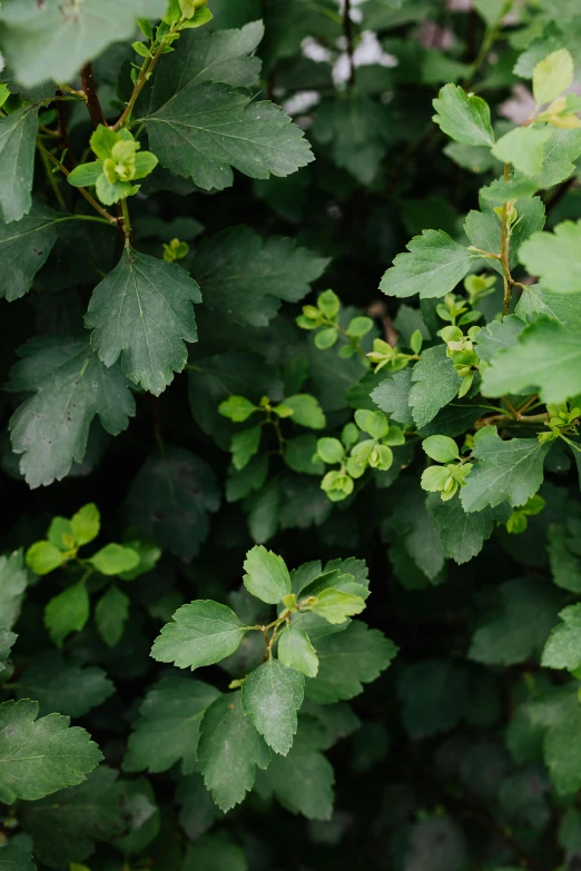 a red fire hydrant sitting on top of a lush green bush, a digital rendering, unsplash, hurufiyya, oak leaves, close-up from above, betula pendula, loosely cropped