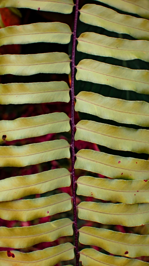 a close up of a leaf of a plant, an album cover, by Dave Allsop, hurufiyya, camo made of teeth, yellows and reddish black, rib cage exposed, ai biodiversity