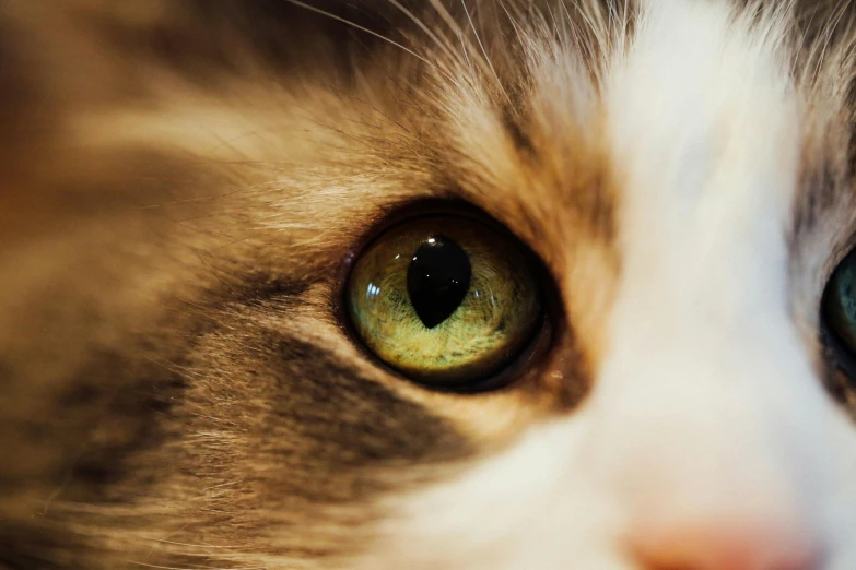 a close up of a cat with green eyes, by Julia Pishtar, unsplash, macro photo of a human eye, gold and white eyes, instagram post, low - angle shot