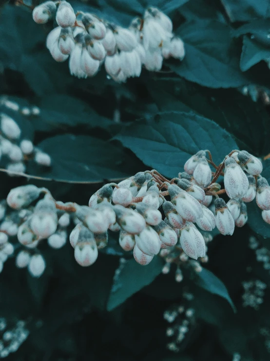 a close up of a plant with white flowers, inspired by Elsa Bleda, trending on unsplash, made of flowers and berries, background image, multiple stories, lo fi