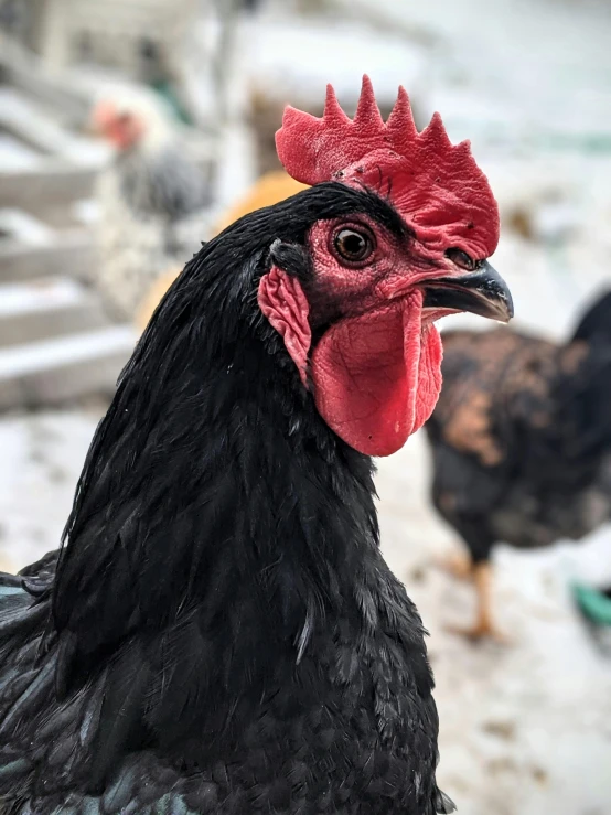 a close up of a rooster with other chickens in the background, by Adam Rex, pexels contest winner, black, profile image, multiple stories, scandinavian