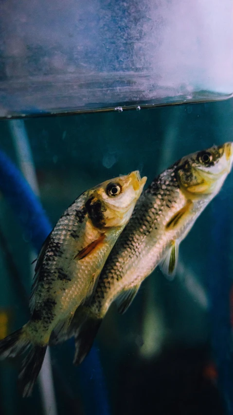 two fish swimming next to each other in a tank, trending on pexels, photorealism, mullet, analog photo, thumbnail