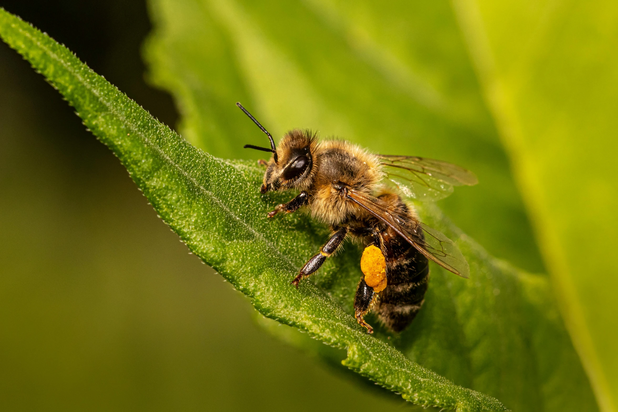 a close up of a bee on a leaf, thumbnail, exterior shot, avatar image