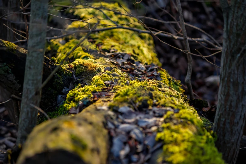 a moss covered log in the woods, by Thomas Häfner, unsplash, visual art, late afternoon sun, macro photography 8k, today\'s featured photograph 4k, mixed art