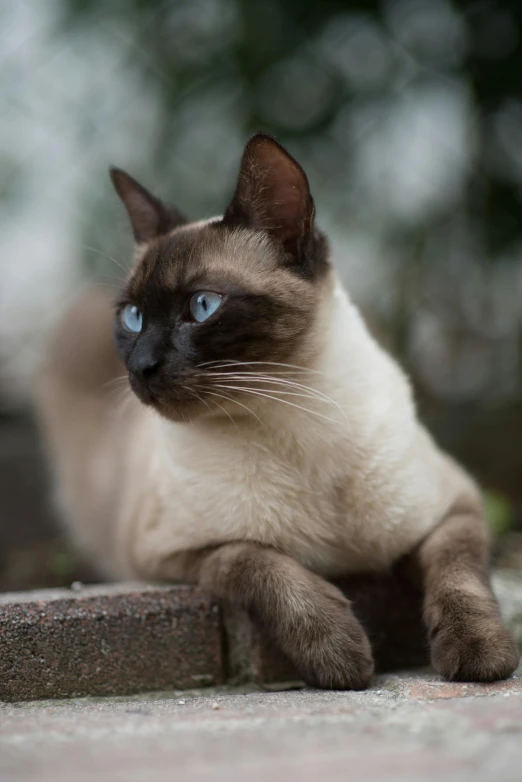 a cat that is laying down on the ground, a portrait, by Gwen Barnard, unsplash, renaissance, aesthetic siamese cat, avatar image, blue, taken with sony alpha 9