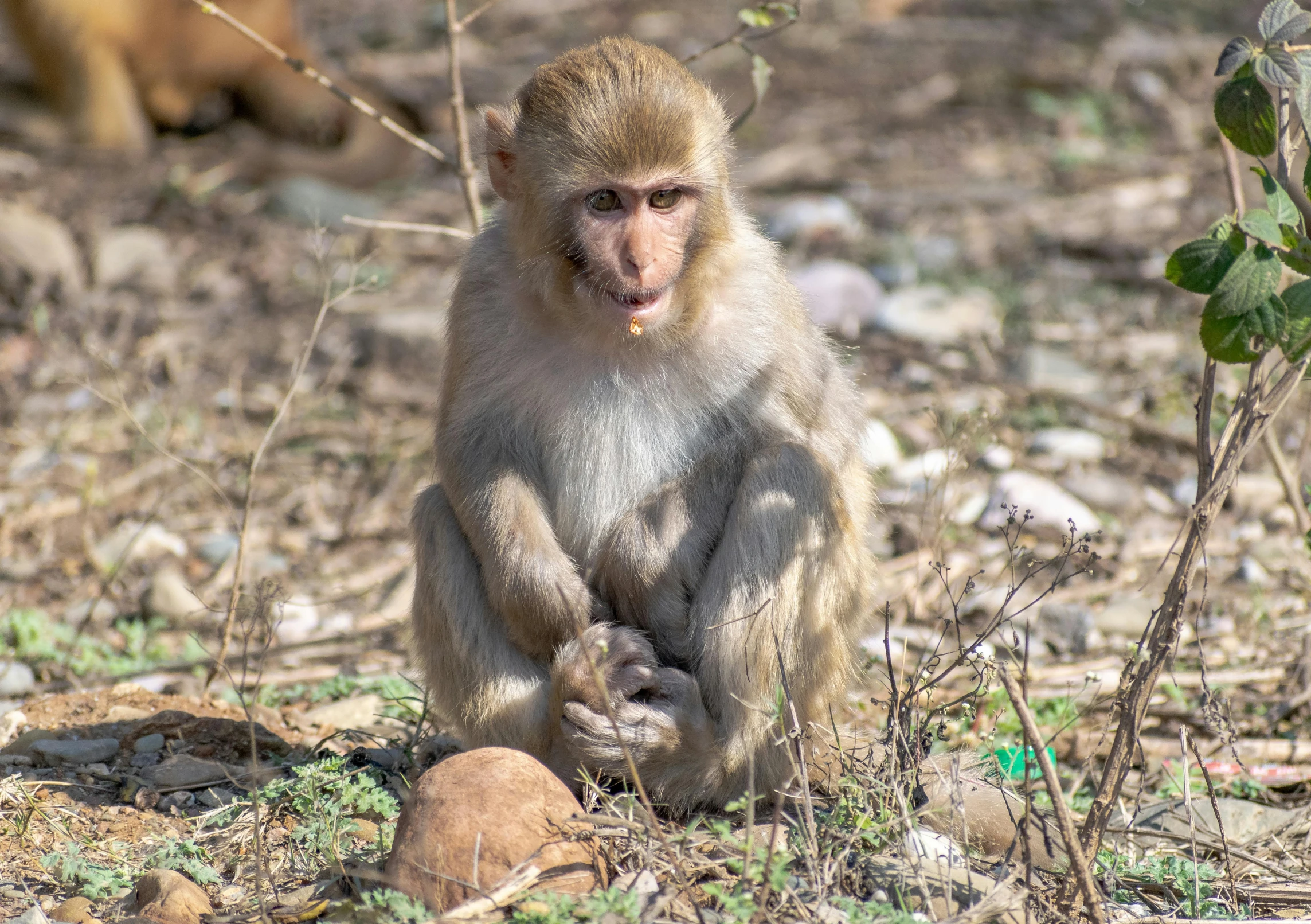 a monkey that is sitting on the ground, monserrat gudiol, fan favorite, moroccan, having a snack