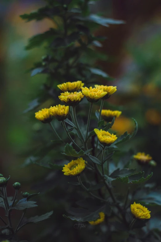 a bunch of yellow flowers sitting on top of a lush green field, inspired by Elsa Bleda, unsplash, moody hazy lighting, chrysanthemum eos-1d, tall plants, vibrant dark mood