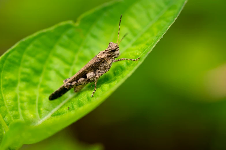 a close up of a grasshopper on a leaf, iu, brown, full res, high-angle