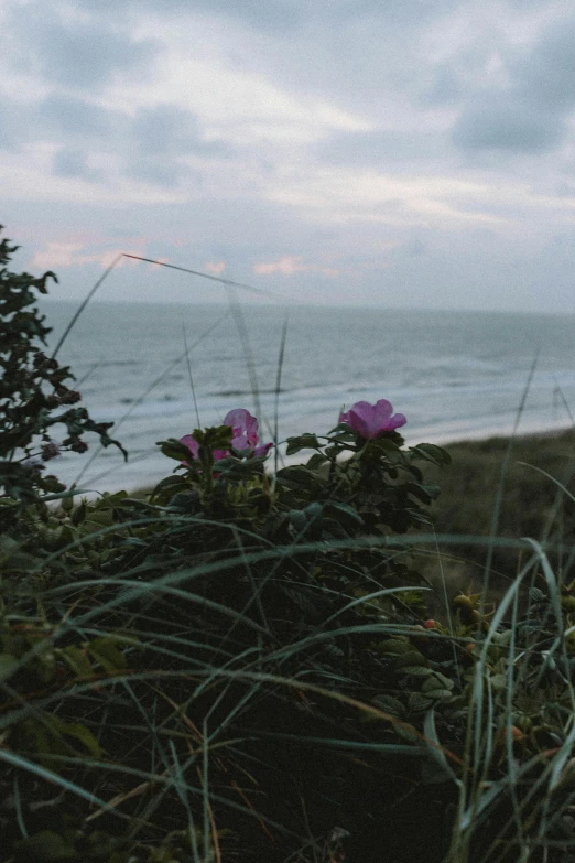 a couple of pink flowers sitting on top of a lush green field, unsplash, romanticism, windy beach, overcast dusk, thick bushes, wide film still