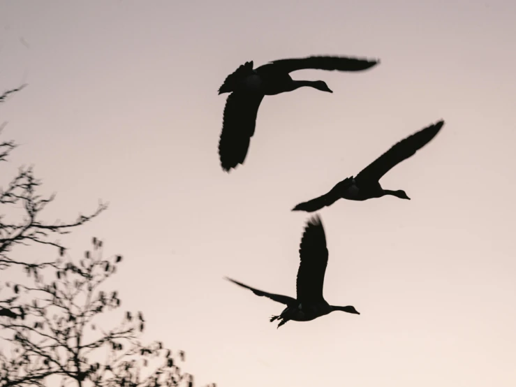 a flock of birds flying in the sky, by Jacob Duck, pexels contest winner, figuration libre, three birds flying around it, a cosmic canada goose, silhouette, birds and trees
