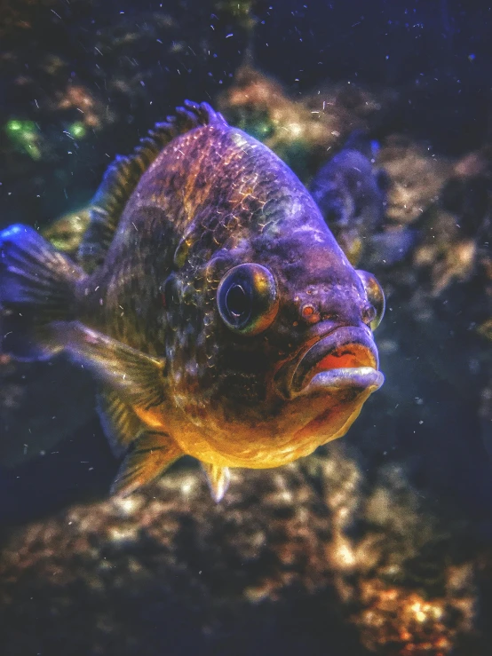 a fish that is swimming in some water, an album cover, by Robert Richenburg, pexels contest winner, large glowing eyes, post processed 4k, pouting, museum quality photo