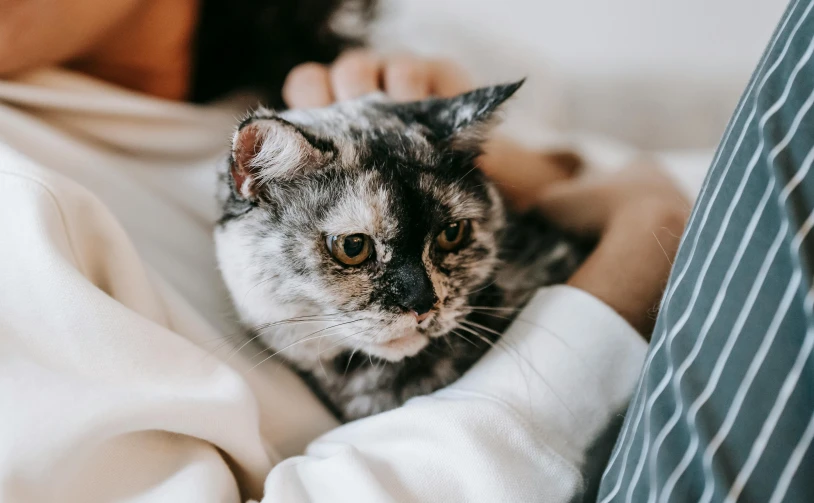 a close up of a person holding a cat, posing for the camera