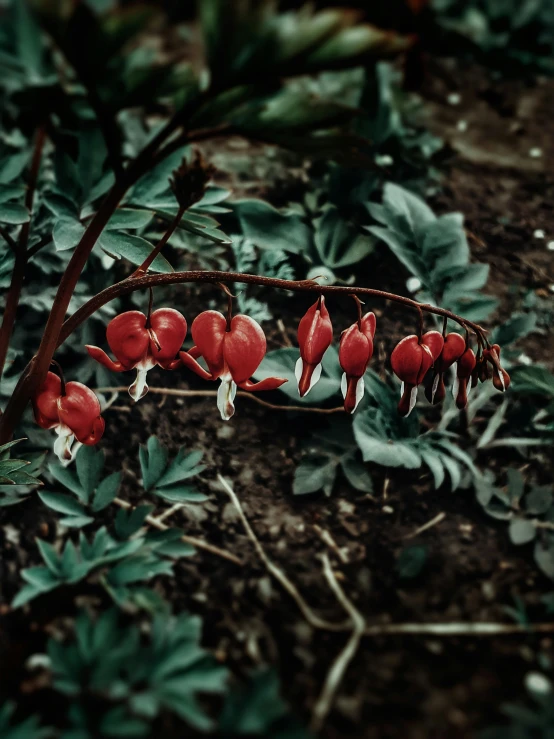 a close up of a plant with red flowers, a colorized photo, inspired by Elsa Bleda, unsplash contest winner, art nouveau, hearts, 🎀 🧟 🍓 🧚, alexey gurylev, carnivorous plants