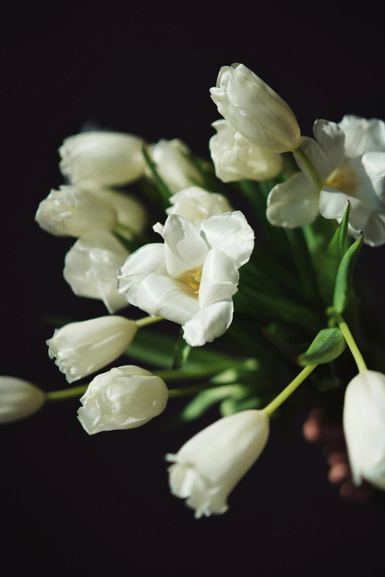 a bunch of white flowers in a vase, inspired by François Boquet, unsplash, low detail, tulip, small crown, against dark background