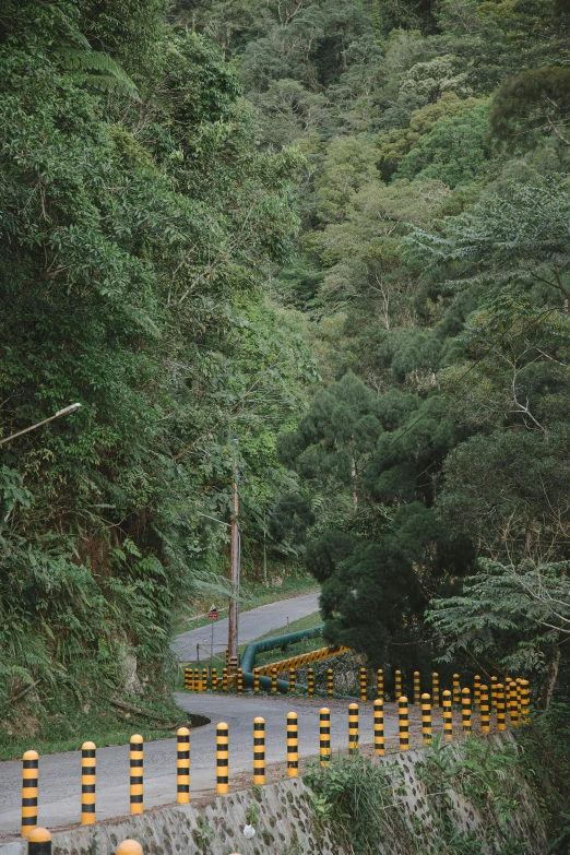 a man riding a motorcycle down a curvy road, sumatraism, dense trees, banner, down there, malika favre